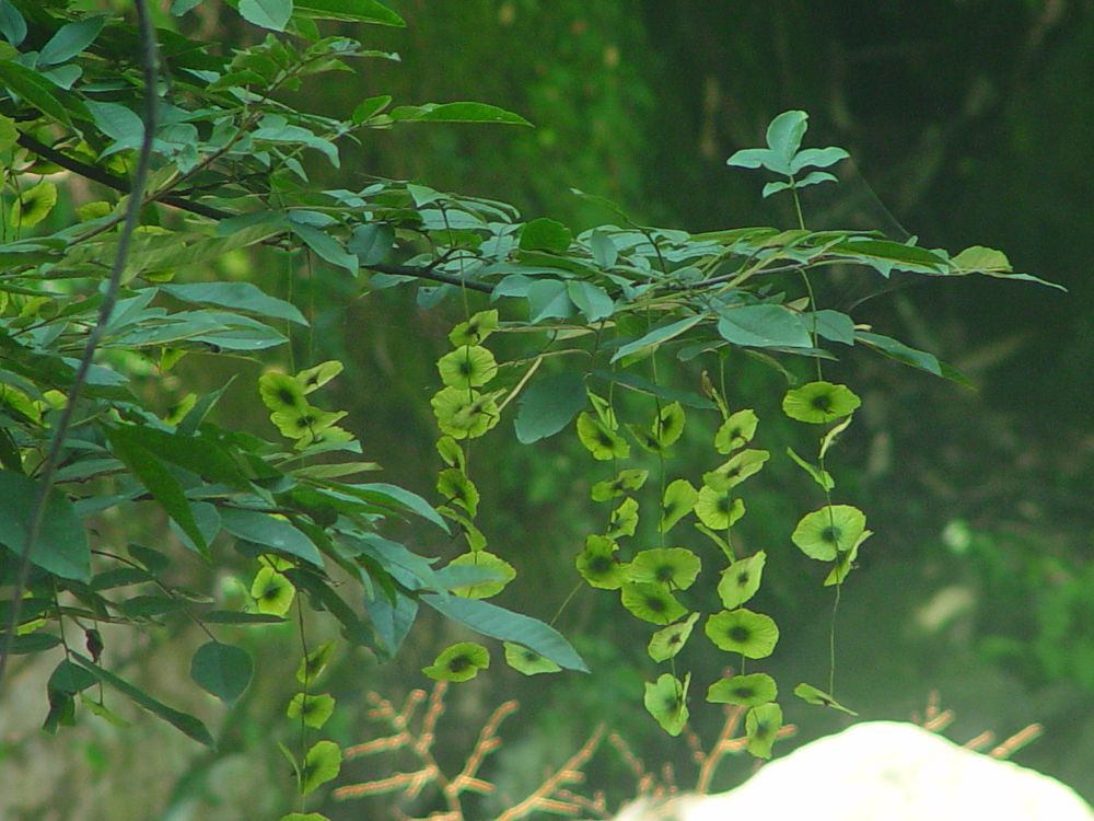 Cyclocarya paliurus seed